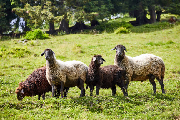 istock Four sheep feed on farm pastures in the summer. 840113300