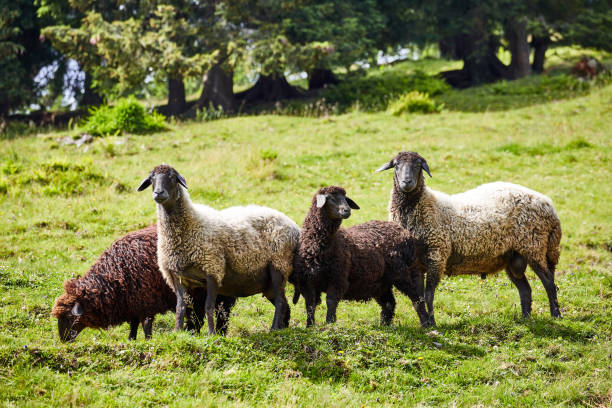 four sheep feed on farm pastures in the summer. - sheep fence zoo enclosure imagens e fotografias de stock