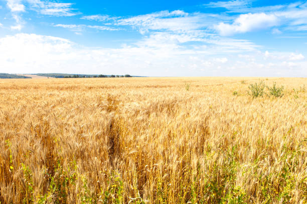 istock Golden wheat field with blue sky in background 840113874
