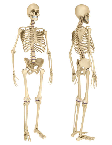 istock Human skeleton isolated , Medically accurate 3d illustration . 840117912