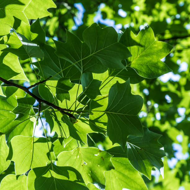 istock harmonic pattern of green leaves in detail 840117920