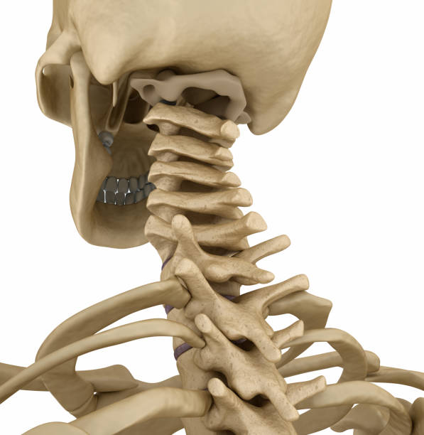 istock Human skeleton, spine backside view . Medically accurate 3D illustration 840117922
