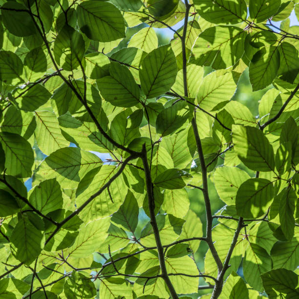 istock harmonic pattern of green leaves in detail 840118052