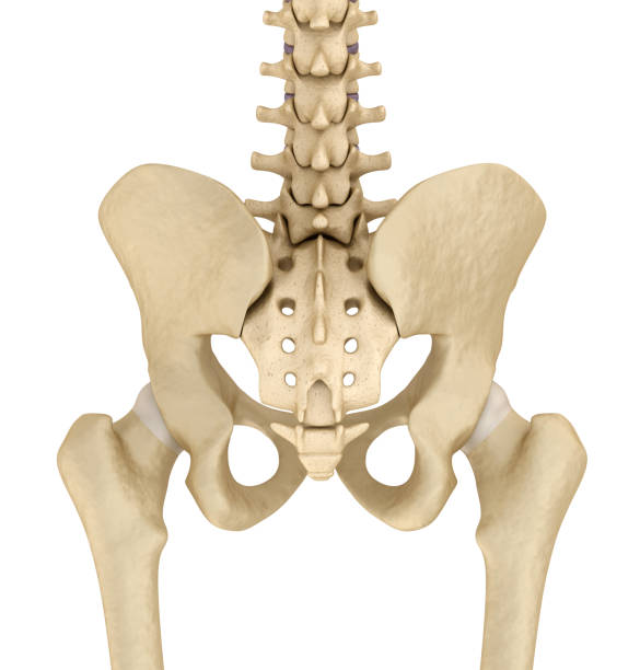 istock Pelvic area anatomy , backside view, 3d render 840118060
