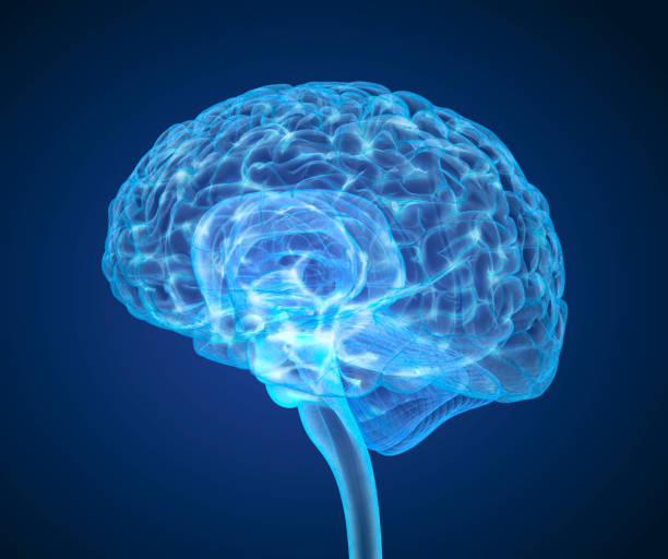 istock Human brain X-ray scan , Medically accurate 3D illustration 840118104
