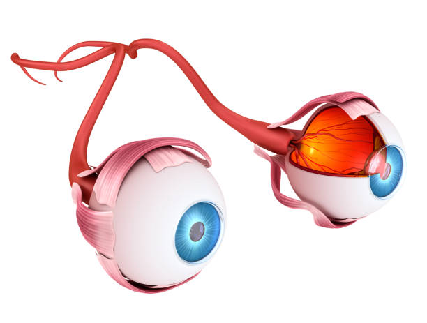 istock Eye anatomy - inner structure, Medically accurate 3D illustration . 840118106