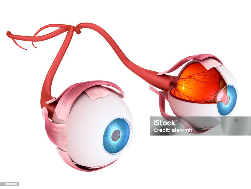 Eye anatomy - inner structure, Medically accurate 3D illustration . Anatomy Stock Photo