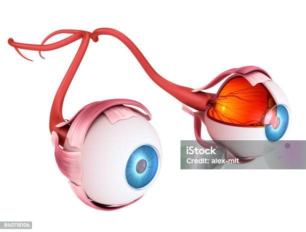 Eye Anatomy Inner Structure Medically Accurate 3d Illustration Stock Photo - Download Image Now