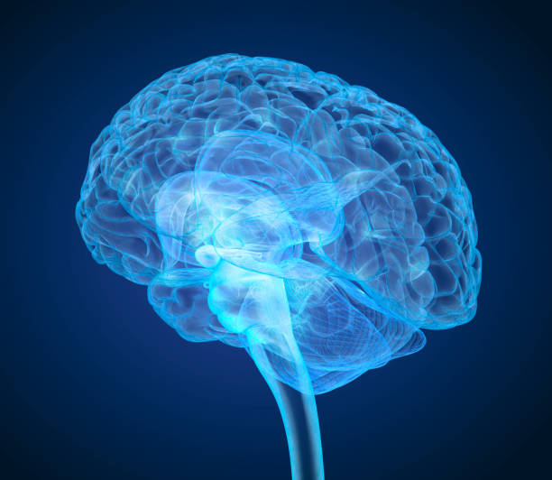 istock Human brain X-ray scan , Medically accurate 3D illustration 840118122