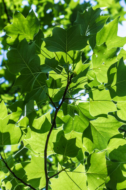 istock harmonic pattern of green leaves in detail 840118208