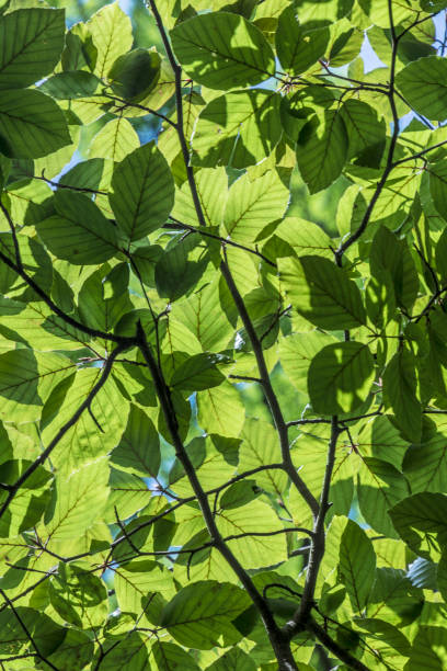 istock harmonic pattern of green leaves in detail 840118358