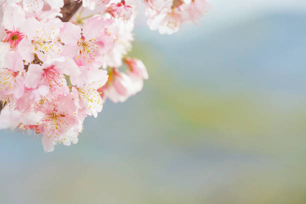 The Cherry blossom , pink sakura flower isolated in white background