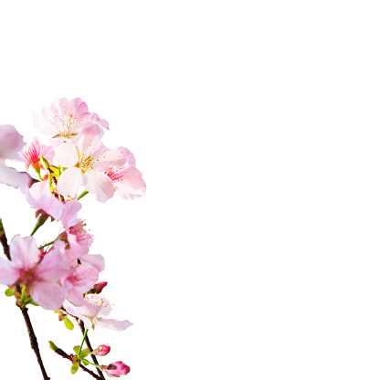 The realistic sakura cherry branch with blooming flowers with nice background color