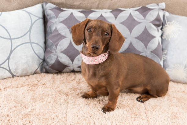 istock Beautiful miniature dachshund with sparkly pink collar 840127784