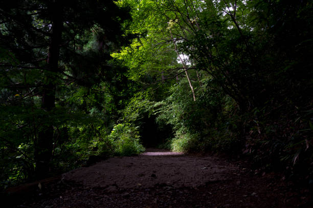 istock Green tunnel of the mountain 840127792