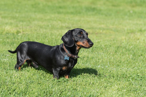 istock Black and tan smooth-haired Miniature Dachshund standing in field 840127946