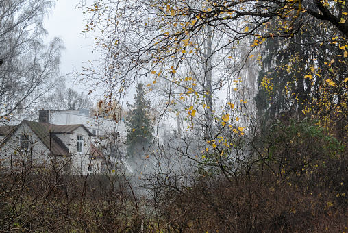 smokey misty autumn landscape with trees with a few yellow leaves