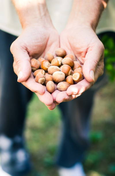 istock Male hands holding bunch of hazelnuts 840128234