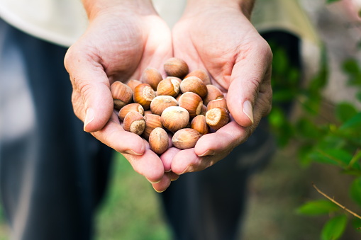 Male hands holding bunch of hazelnuts in the field