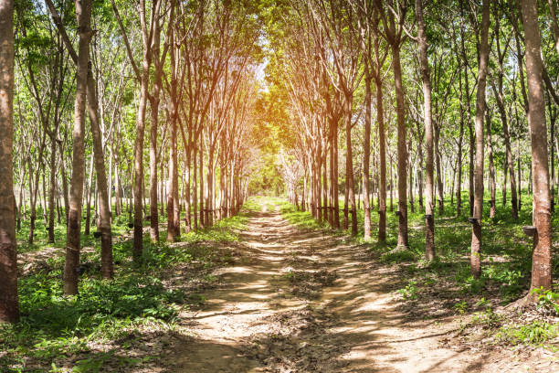 istock Row of para rubber tree in plantation garden 840128380