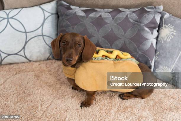 Miniature Dachshund In Hot Dog Costume Stock Photo - Download Image Now - Dog, Hot Dog, Dachshund