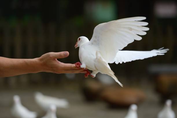 istock People and pigeons 840128860