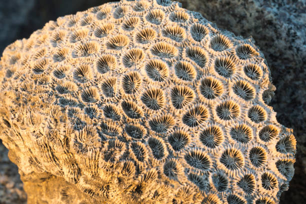 istock Coral on the sand - Clouse up 840128972