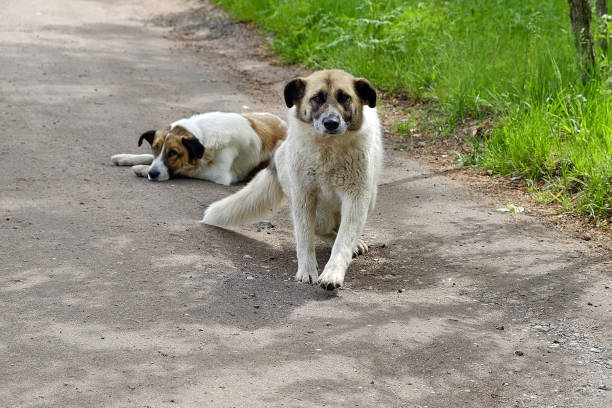 cão da aldeia sem teto - unfortunately - fotografias e filmes do acervo