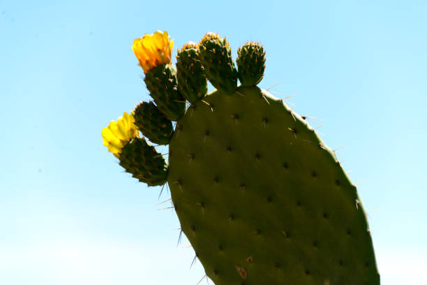 Cactus flowers,