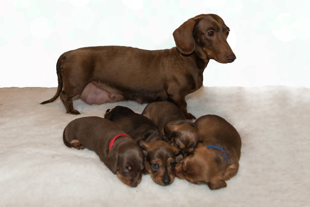 istock Miniature dachshund and four puppies 840131430