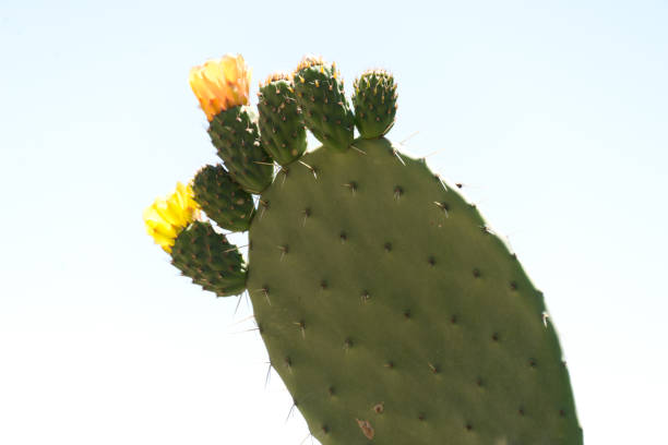 opuntia ficus-indica in voller blüte - prickly pear fruit cactus prickly pear cactus yellow stock-fotos und bilder