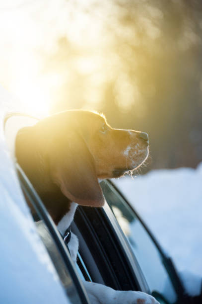 istock Young Beagle dog in car. Sunset 840131592
