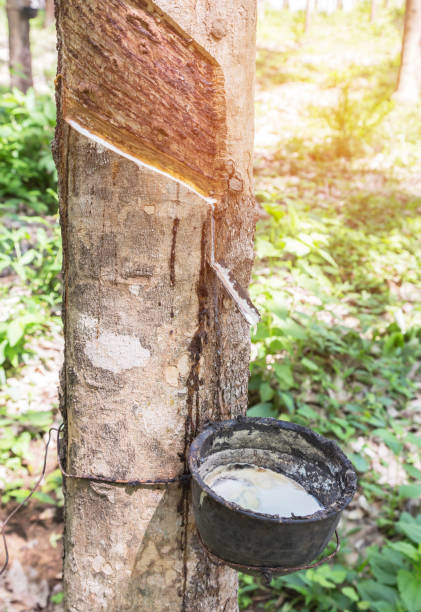 istock rubber latex trapped from rubber tree in bowl 840131766