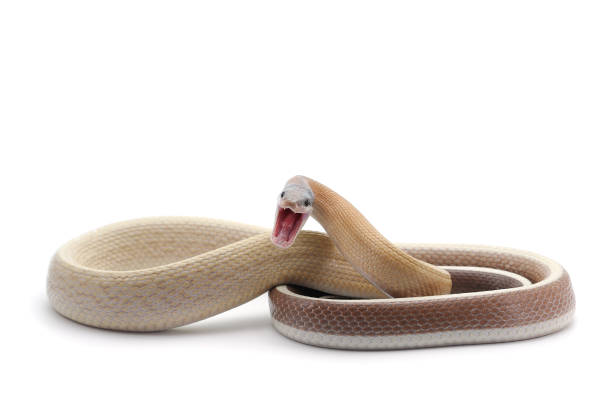 istock attack Taiwan beauty rat snake isolated on white background 840131776