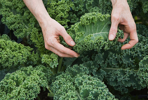 farm worker inspecting organic kale leaves - kale foto e immagini stock