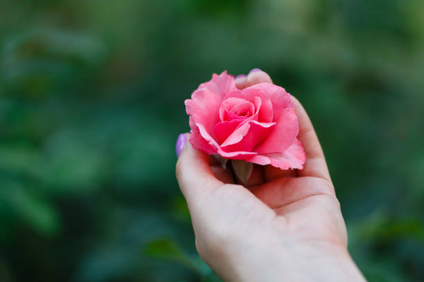 istock Gardener cares for a red rose in the garden. 840132024