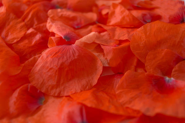 istock Red petals of poppy as a background 840132154
