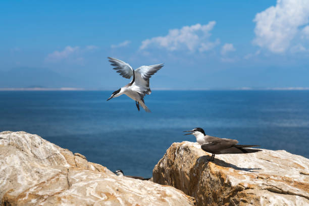istock Seagulls on Yen Island 840132298