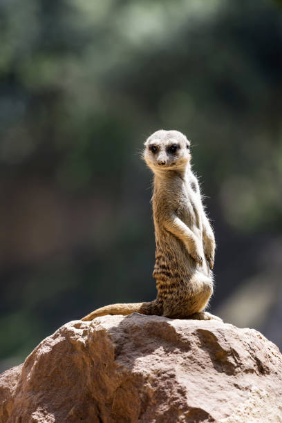 istock Meerkat (Surikate) looking at camera and sitting on rock 840133222