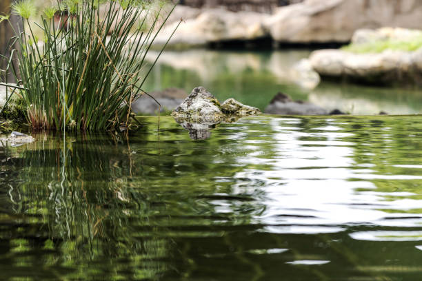 istock Still water in nature, Valencia 840133248