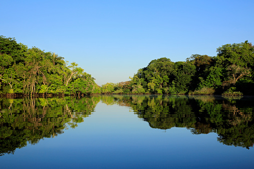 Selva tropical amazónica photo