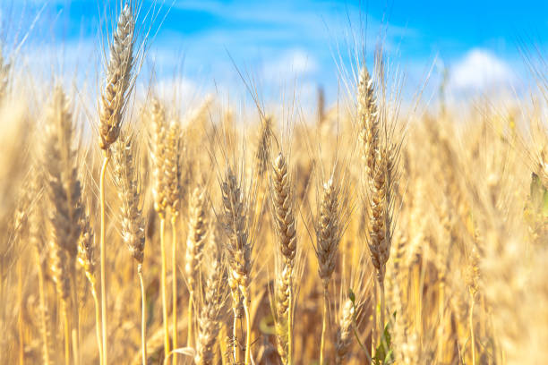 istock Golden wheat field with blue sky in background 840136784