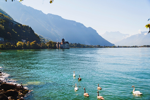 Scenic view of Geneva lake with swans and Chillion castle among mountains  in Switzerland