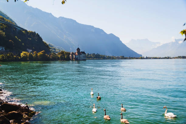 Scenic view of Geneva lake with swans and Chillion castle among mountains  in Switzerland Scenic view of Geneva lake with swans and Chillion castle among mountains  in Switzerland chateau de chillon stock pictures, royalty-free photos & images