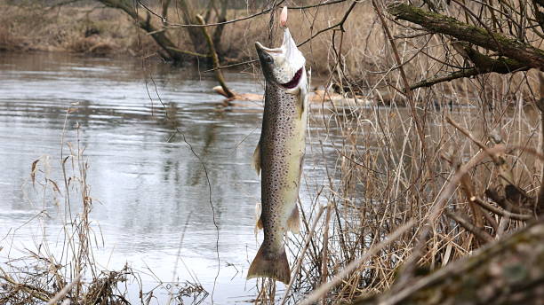 łosoś na wędki - chinook salmon zdjęcia i obrazy z banku zdjęć