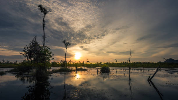 istock Sunset over the trees and the swamp 840144036