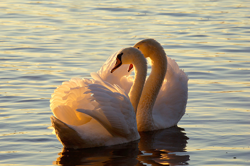 Two white swan birds on the lake