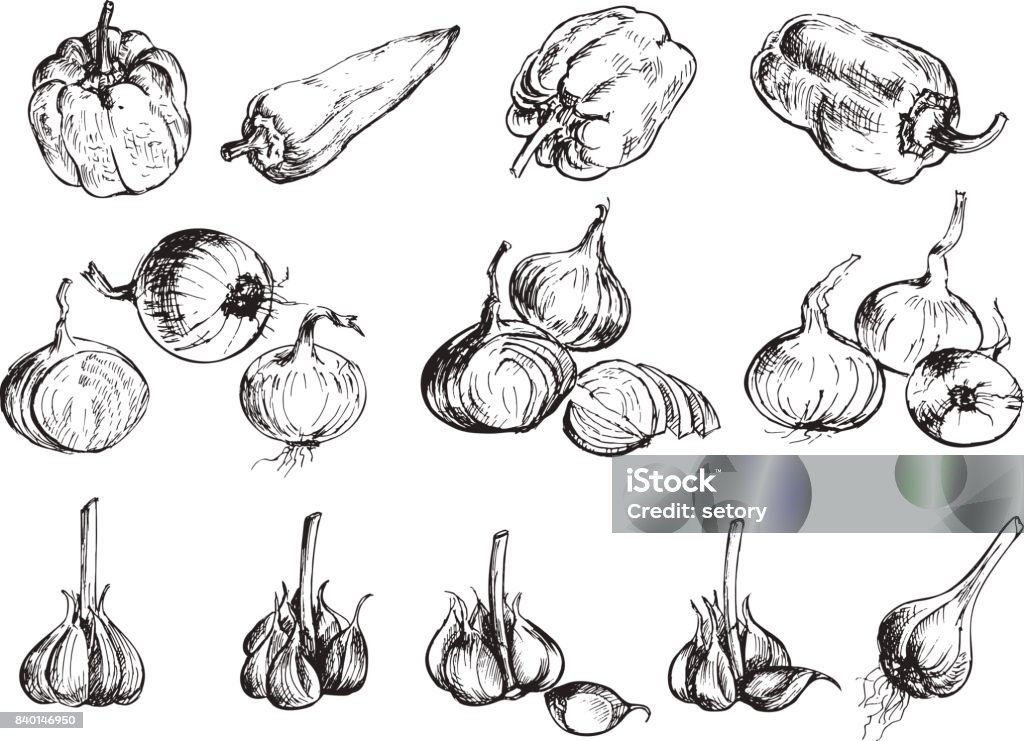 Hand drawn onion, pepper and garlic. Hand drawn onion, pepper and garlic. Illustration in sketch style for farm product. Onion stock vector