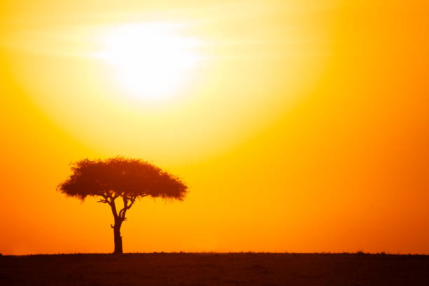 istock Silhouette of acacia tree against dramatic sunset 840148098