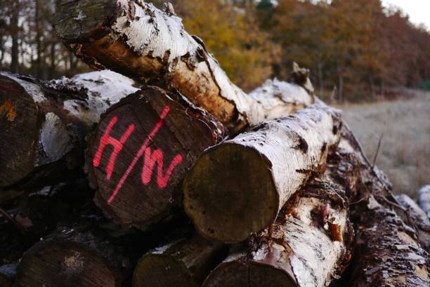 istock Pile of logs in winter 840151304